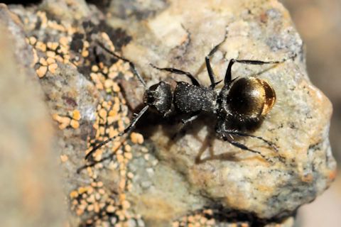 Spiny Ant (Polyrhachis vermiculosa) (Polyrachis vermiculosa)